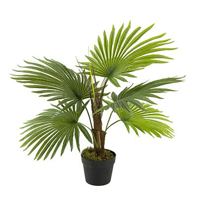 شجرة نخيل باصيص SA11853-AB