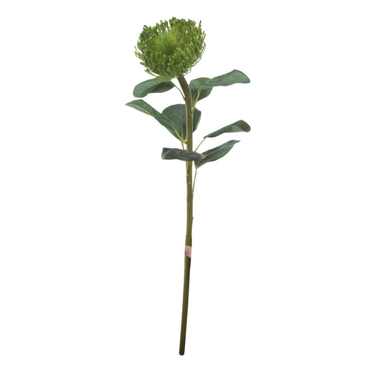 ورد بروتيا 29632-GREE