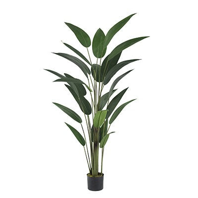 شجرة طائر الجنة SA11849-AB